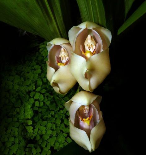 flowers-look-like-animals-people-monkeys-orchids-pareido_008