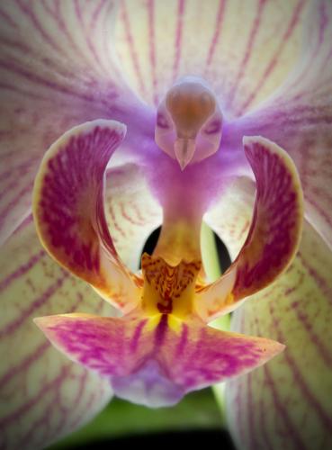flowers-look-like-animals-people-monkeys-orchids-pareido_007