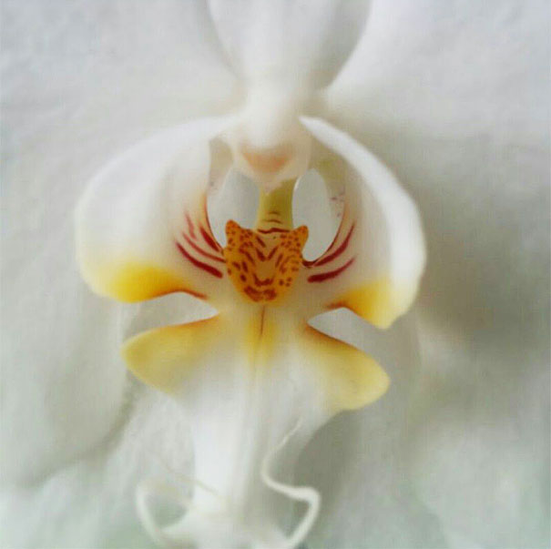 flowers-look-like-animals-people-monkeys-orchids-pareido_025