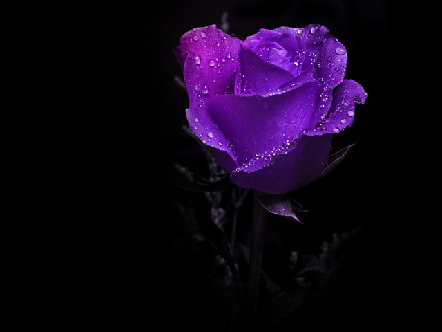 Lovely-Tiny-Purple-Rose