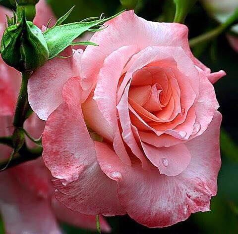 roz flower
