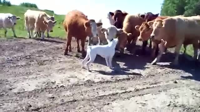 ترس خنده دار گاوها از یک سگ با مزه