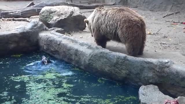 نجات کلاغ از غرق شدن توسط خرس